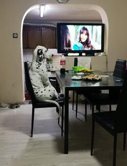 Dalmatiner u. Labrador-Retriever Mix - Wildeck