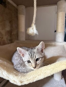 Katzen - Wolfstein