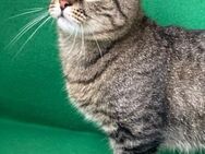 😺Liebe Schmusekatze Misi💚 - Eislingen (Fils)
