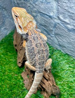 No.5 Citrus Red Blue Bartagame male (pogona vitticeps) NZ 4-25 - Hamburg Wandsbek