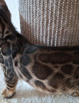 Abgabebereit!Bengal Kitten, melanistic und brown - Haßloch