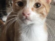 Hugo aus dem Tierschutz - Grevenbroich