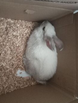 Kaninchen abzugeben männlich ca 14 Wochen - Zell (Wiesental)