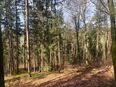 Landwirtschaftliche Forst / Waldfläche im Bereich Dietfurt in 92345