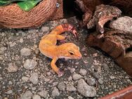 Leopardgecko - Lindern (Oldenburg)