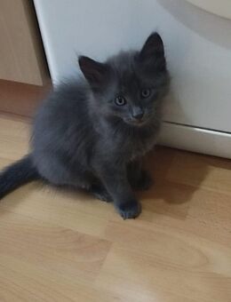 Noch 3 Babys 12 Wochen alt - Ludwigshafen (Rhein)