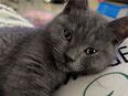 Wunderschöne Britisch Kurzhaar / Russisch Blau Mix Kätzchen suchen liebevolles Zuhause! in 73340