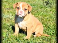 1 Old English Bulldog Welpe - Prenzlau