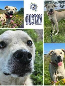 GUSTAV * gezähmter -schwerer Junge- - Duisburg