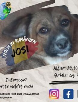 JOSI - bereit für Dich. Du auch für sie? - Waakirchen