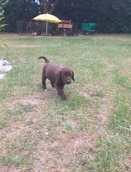 Labrador Welpen 3 Rüden - Raddestorf