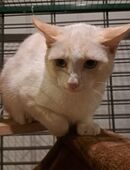 Legolas sucht ein neues Zuhause in 55483