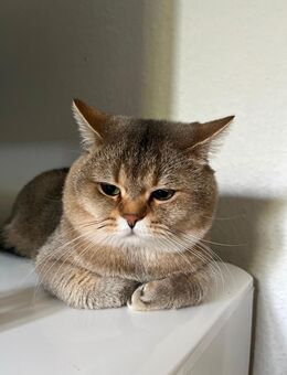 Liebevolle Kater sucht ein neues Zuhause - Ratingen