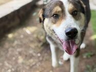 Verspielter Schäferhund-Mix - Rostock