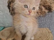 Maine Coon Kitten zum Abgabebereit - Nienburg (Weser)