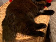 Wir vermissen unseren Kater Puschkin - Heitersheim