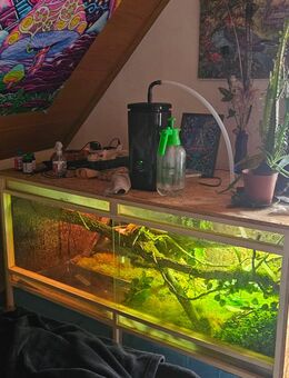 Regenwald Terrarium komplett ohne tier - Donauwörth