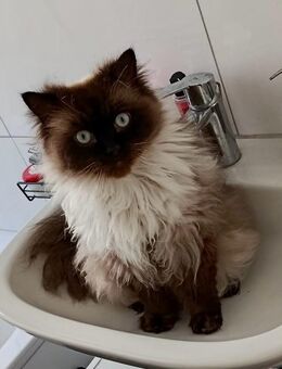 katzen Perserkatzen - Duisburg