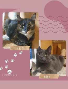 Katzen Hazel und Noah sind bereit - Lalendorf