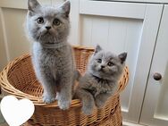 Reinrassige bkh Kitten - Büren