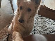 Der liebe Murphy sucht seine Menschen - Freilassing
