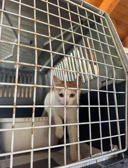 Simba aus dem Tierschutz - Grevenbroich