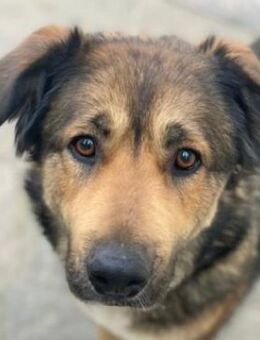 Irida, geb. ca. 03/2021, GRIECHENLAND - Euskirchen