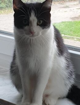 4 katzen in gute hände abzugeben - Dortmund Mengede