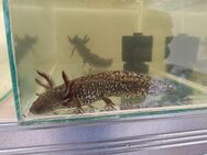 Axolotl Jungtiere Wildling - Mosaik - Strausberg