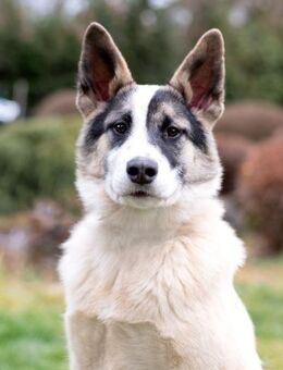 Lebenslustige JOSIE sucht Familie - Bad Bevensen