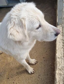 SHIBA & Tochter ZAIRA suchen gemeinsam - Marienfließ