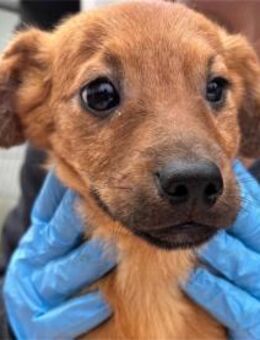 Carlos3 - Pflegestelle oder Zuhause gesu - Oberwies