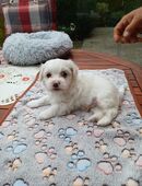Havaneser Malteser Mix Welpen in 48268