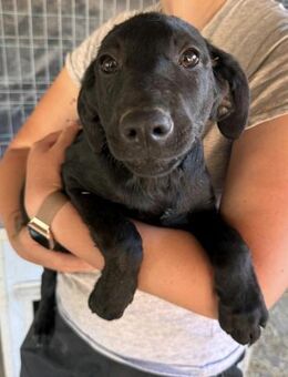 Welpe Caspar unser feiner Kerl - Gerlingen