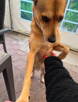 Mischlingshündin Bella, 8 Jahre alt, Angsthund, in erfahrene Hände zu vermitteln - Hemer