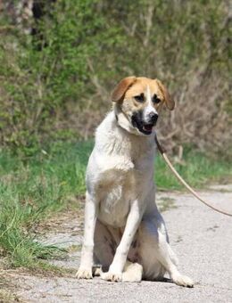 💓 LORA 2 💓 - ICH WARTE AUF DICH! - Alfeld (Leine)