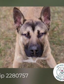 Chip 2280757: Hundekind sucht ein Zuhaus - Kirchzell