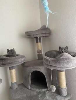 BKH Kitten - Pforzheim