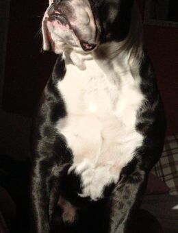 Oldenglishbulldog 4 Jahre - Flensburg