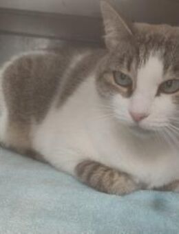 Kater Nano - evtl als Einzelkatze - Bochum