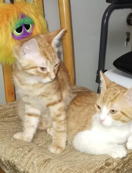 Junge Katzen abzugeben - Reutlingen Zentrum