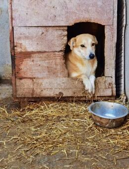 Halima, ängstlich aber lieb - Bonndorf (Schwarzwald)