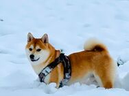 Shiba Inu Deckrüde mit Stammbaum - Teuchern