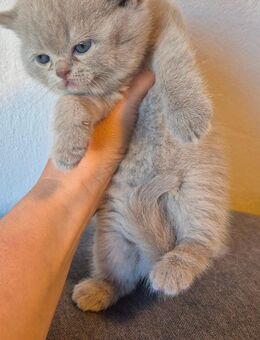 Reinrassige BKH Kitten britisch kurzhaar - Weiden (Oberpfalz) Zentrum