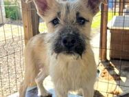 NETTI ~ neugieriges Minihundefräulein - Duisburg