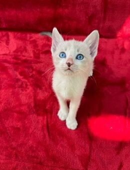 ❤️ Katzenbabys Pepito & Chantia ❤️ - Eislingen (Fils)