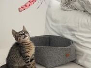 Fritzie aus dem Tierschutz - Grevenbroich
