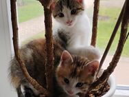 3 besondere Katzenbabies einer Glückskatzenmamma in Berlin - Berlin