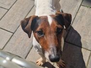 Schüchterner Jack Russel - Huy