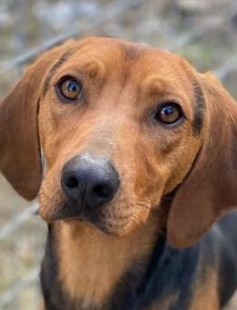 Ted, geb. ca. 01/2023, GRIECHENLAND - Euskirchen